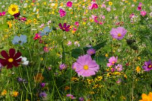 Vivir como las Flores