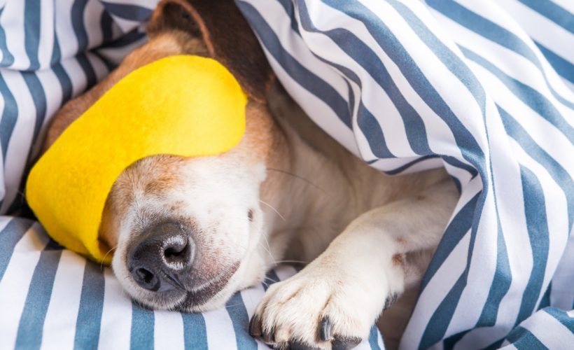 ¿Qué tipo de siesta debes tomar?