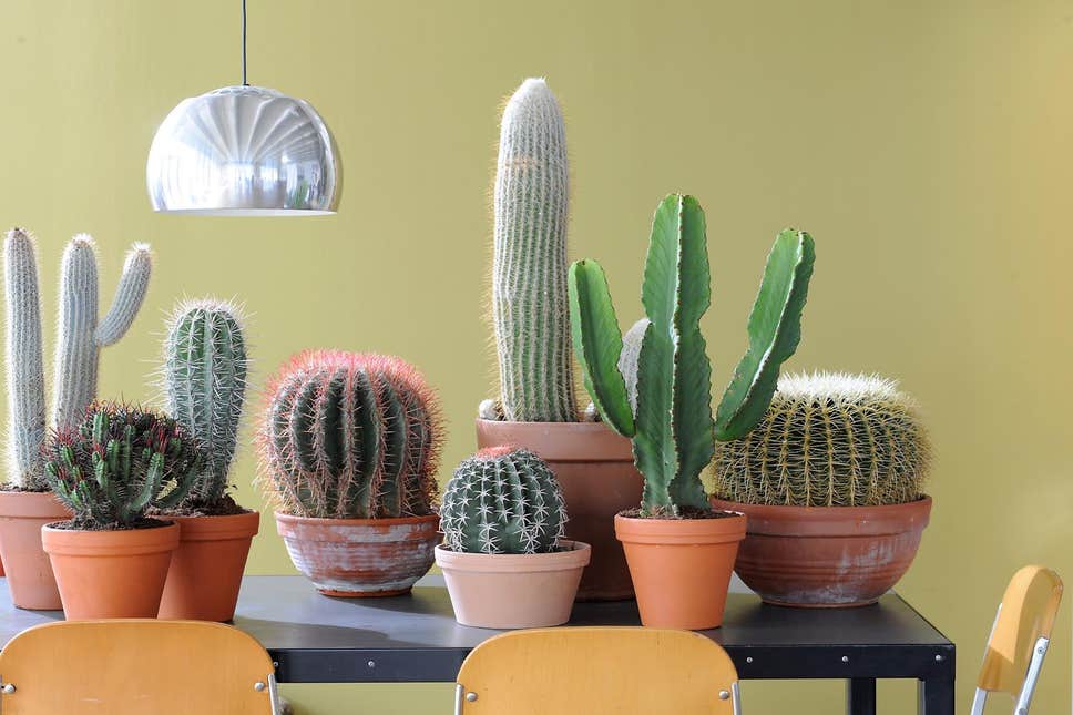 cuidados para los cactus