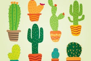 cuidados para los cactus