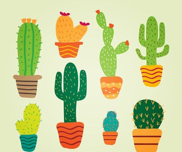cuidados para los cactus